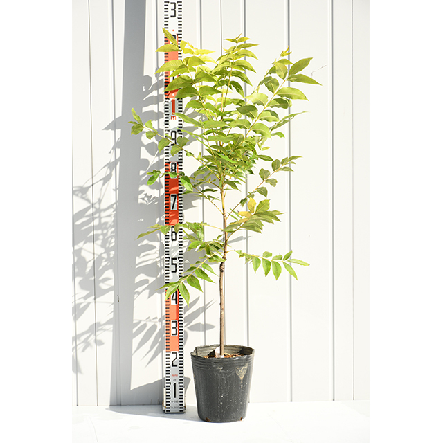 ナッツの木 苗 【ペカン （チェロキー）】 接ぎ木苗