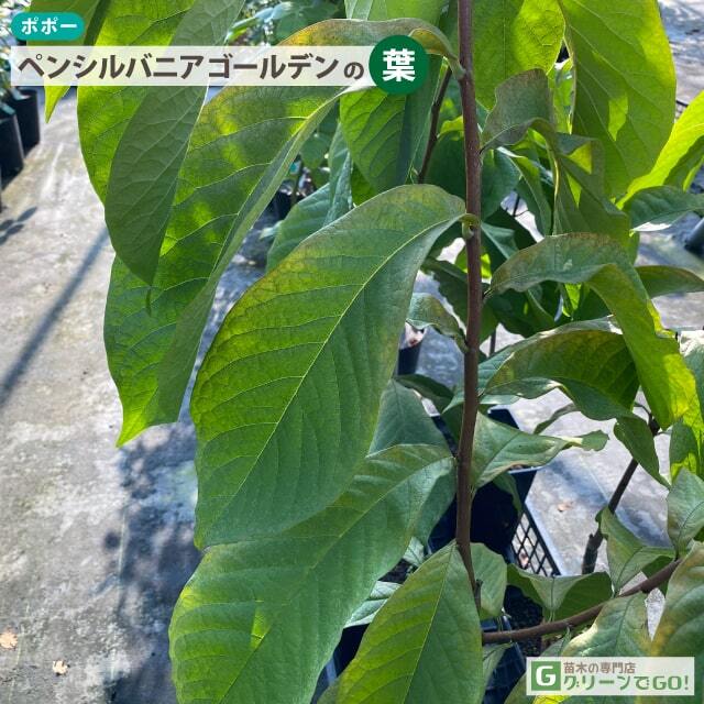ポポー苗木 【ペンシルバニアゴールデン】 4年生 接ぎ木 大苗