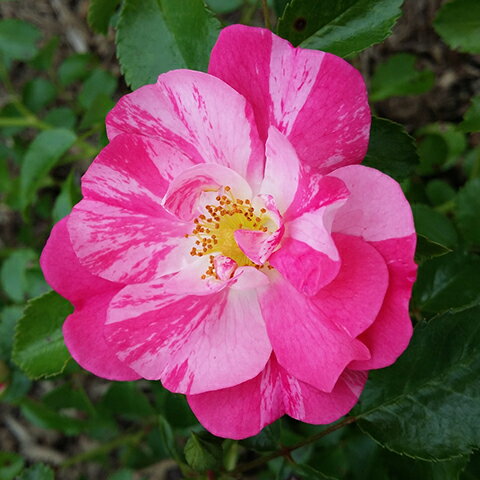 ④近沢レース SAKURAひらひら ローズピンク 1枚 捻ろ 