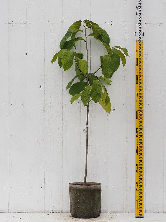 ポポーの樹、不織布ポット植え七号7年生以上【おすすめの果樹】