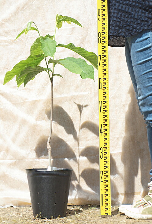 接木　ポポー　マンゴー　苗木 楽天市場】ポポー 苗木 【マンゴー】 3年生接木大苗 : 苗木部 by 花