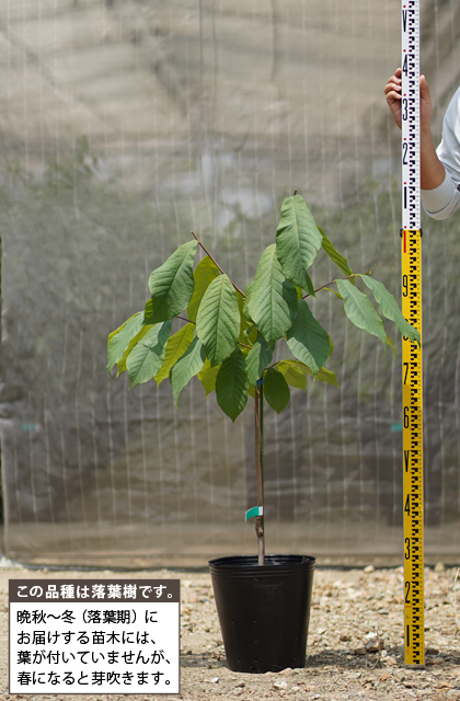 接木　ポポー　マンゴー　苗木 楽天市場】ポポー 苗木 【マンゴー】 1年生接木苗 : 苗木部 by 花