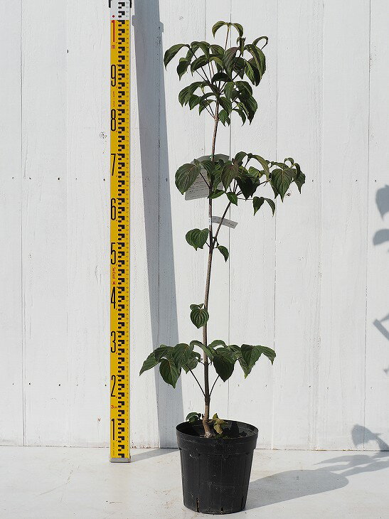 ヤマボウシ 苗 サトミ 赤花 ピンク花 ポット苗 ヤマボウシ 苗 サトミ 赤花 ピンク花 ポット苗