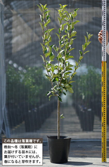 りんご 苗木 【YD（矮性台木） 王林 （おうりん）】 3年生 接ぎ木 約