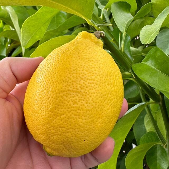 レモン 苗 【璃の香 （りのか） ［登録品種］】 3年生 接ぎ木 大苗