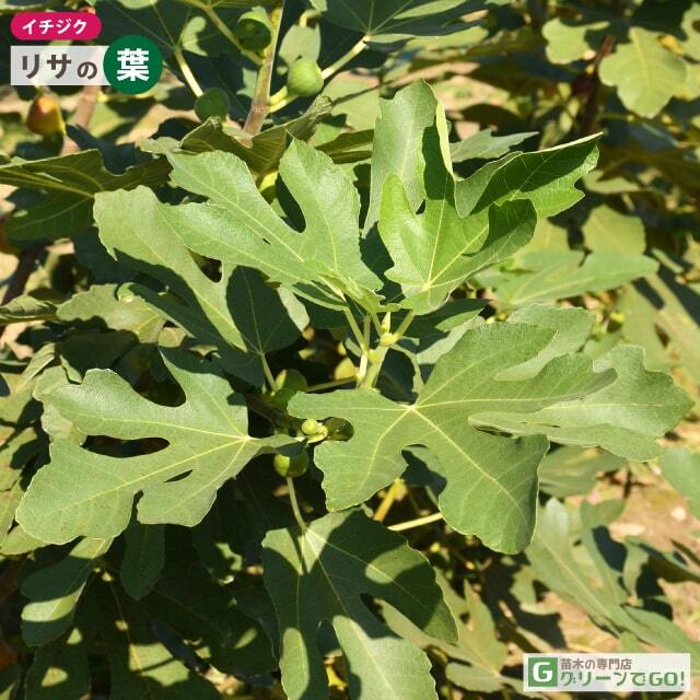 イチジク 苗 【リサ】 1年生 挿し木 ポット苗