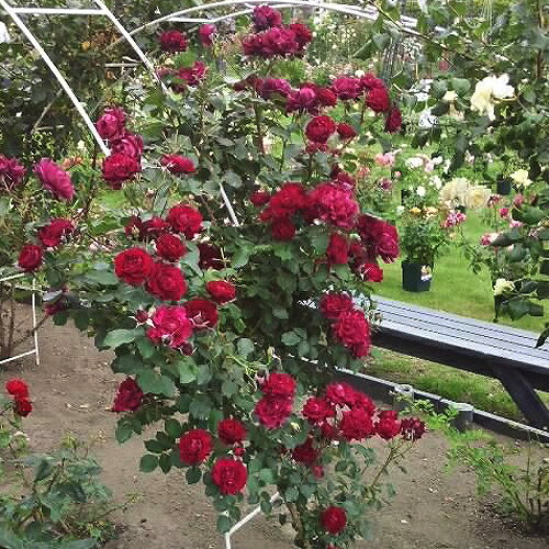 バラ 苗 ロサオリエンティス オデュッセイア Fl 中輪 四季咲き 2年生 接ぎ木大苗