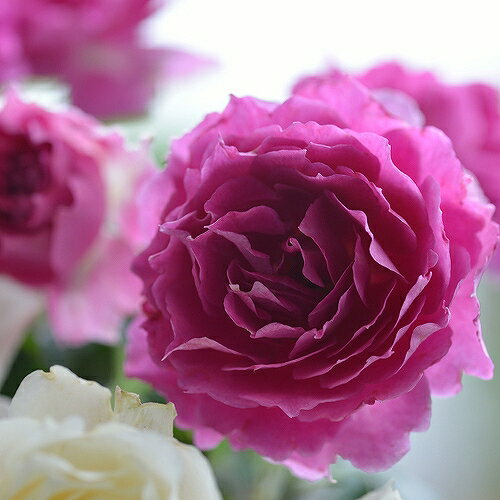 バラ 苗 ロサオリエンティス シェエラザード Fl 中輪 四季咲き 2年生 接ぎ木大苗