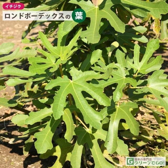 イチジク 苗 【ロンドボーデックス】 1年生 挿し木 ポット苗