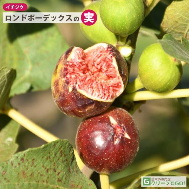 イチジク 苗 【ロンドボーデックス】 1年生 挿し木 ポット苗