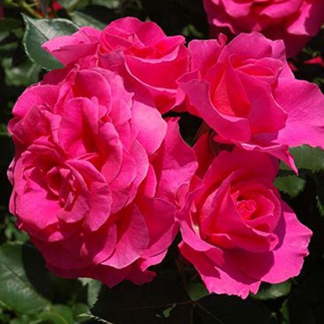 バラ花苗　切り花品種　和薔薇　うらら　蕾あり　接ぎ木苗 バラ苗 鉢植え6寸 感謝祭2025 ローズ うらら Urara 国産ノイバラ