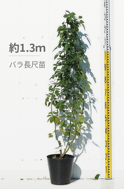バラ 苗 イングリッシュローズ 【ティージング ジョージア 中輪
