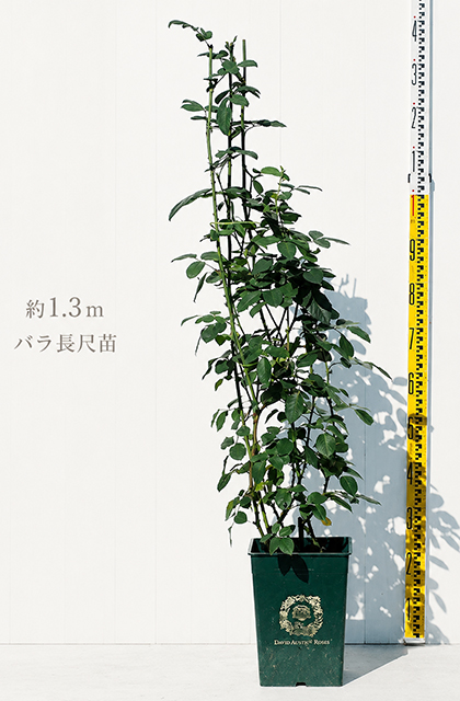 バラ 長尺苗 イングリッシュローズ
