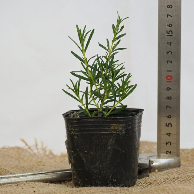 ローズマリー ロゼア 9cmポット ハーブ苗 高価値 ハーブ苗