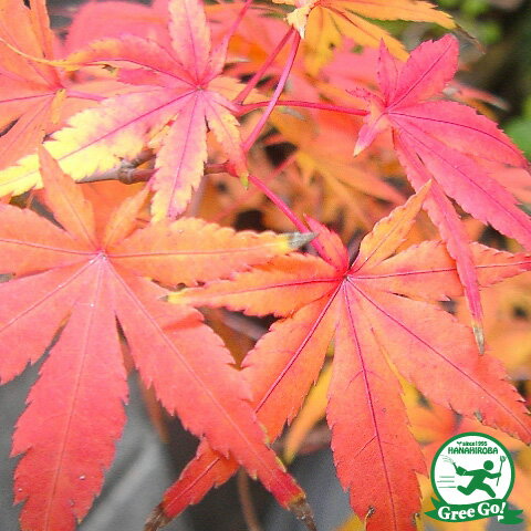 モミジ　流泉　/154 モミジ流泉/154