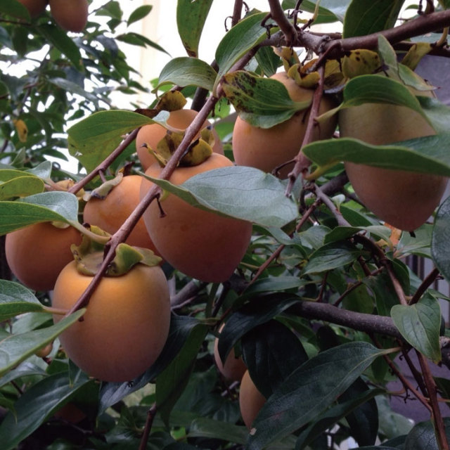 柿（かき） 苗木の専門店 【グリーンでGO！】