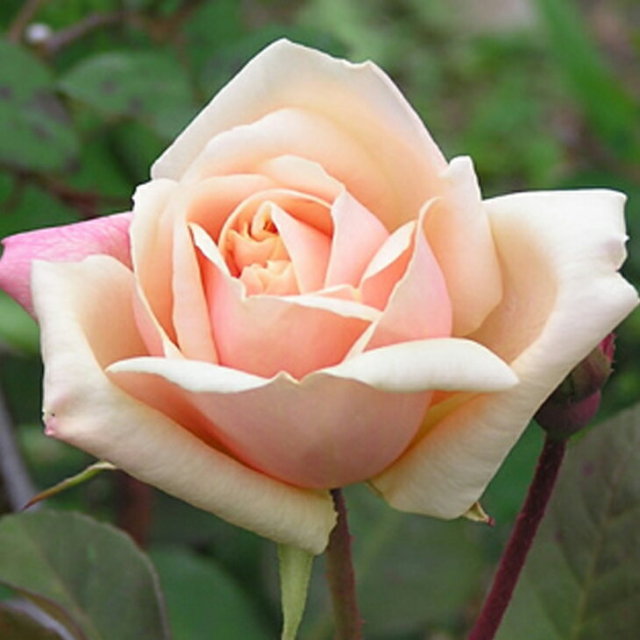 バラ苗 紫翠ラブ 超長期開花 4号接ぎ木（植え替えず11〜4月