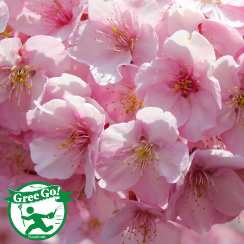 河津桜 かわづざくら