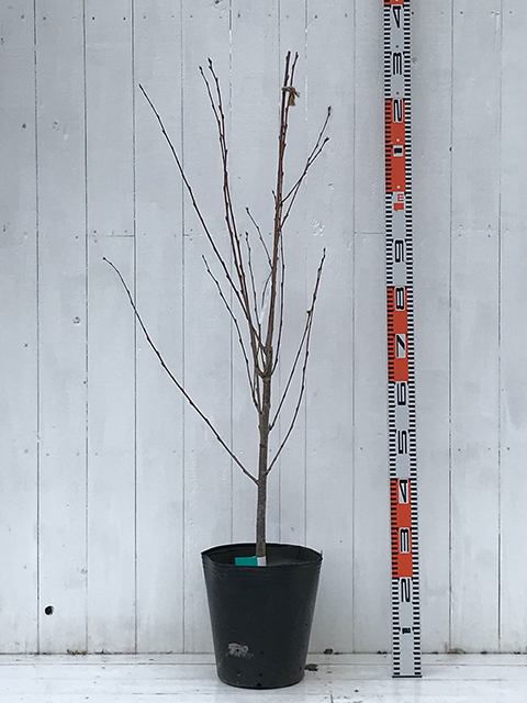 桜苗木 ソメイヨシノ 苗木 染井吉野 そめいよしの 3年生 接ぎ木苗