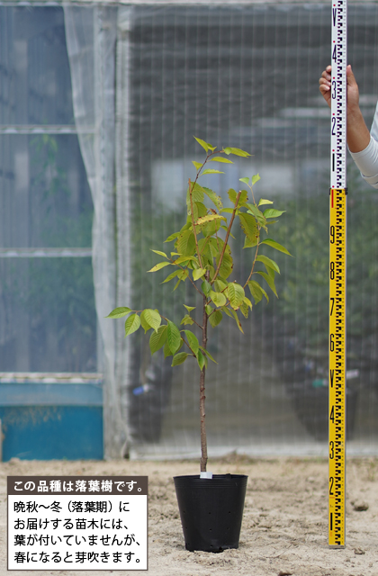 桜 苗木 河津桜 かわづざくら 3年生 接ぎ木 約1 1m 大苗