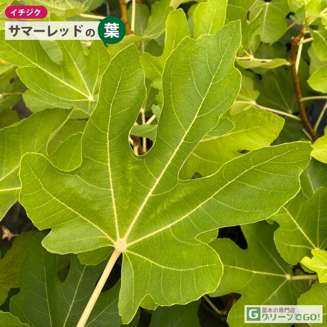 □優良2年生大苗□ イチジク 苗 【サマーレッド】 2年生大苗 挿し木