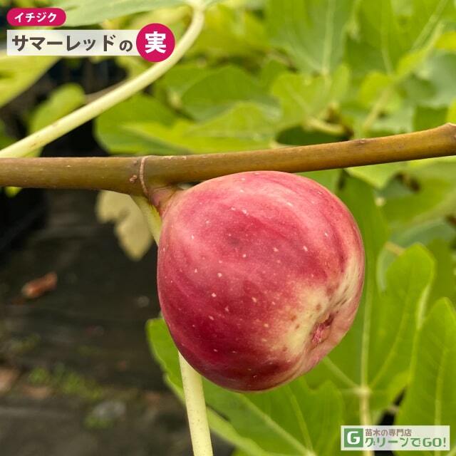 イチジク 苗 【サマーレッド】 3年生 挿し木 約1.1m 大苗
