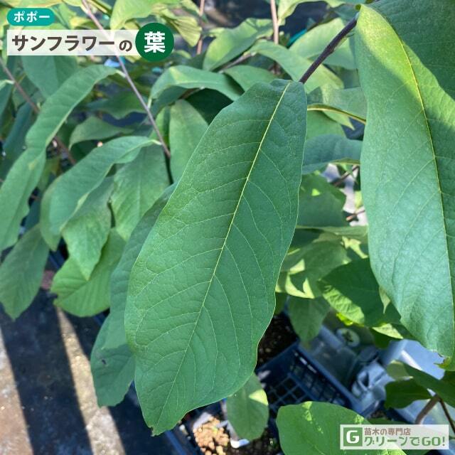 ポポー苗木 【サンフラワー】 接ぎ木 スリット鉢植え