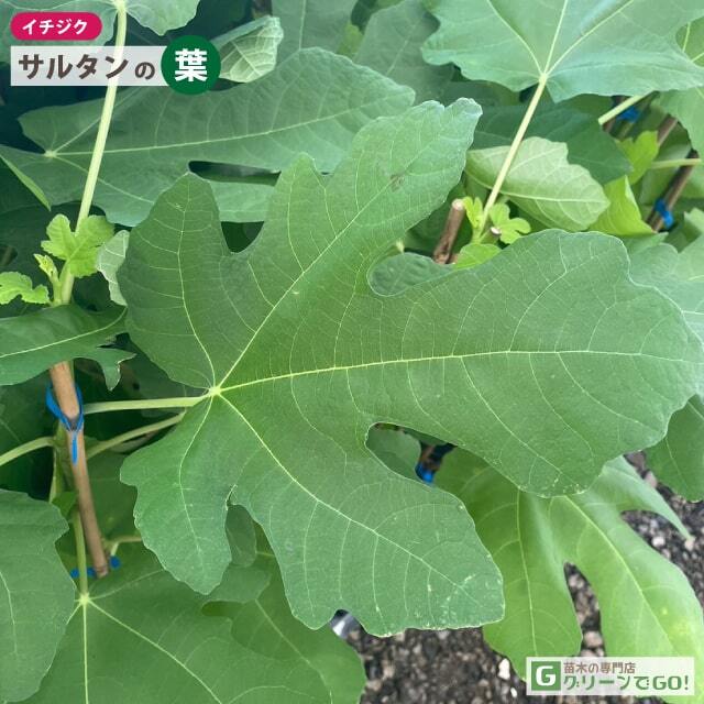イチジク 苗 【サルタン】 1年生 挿し木苗