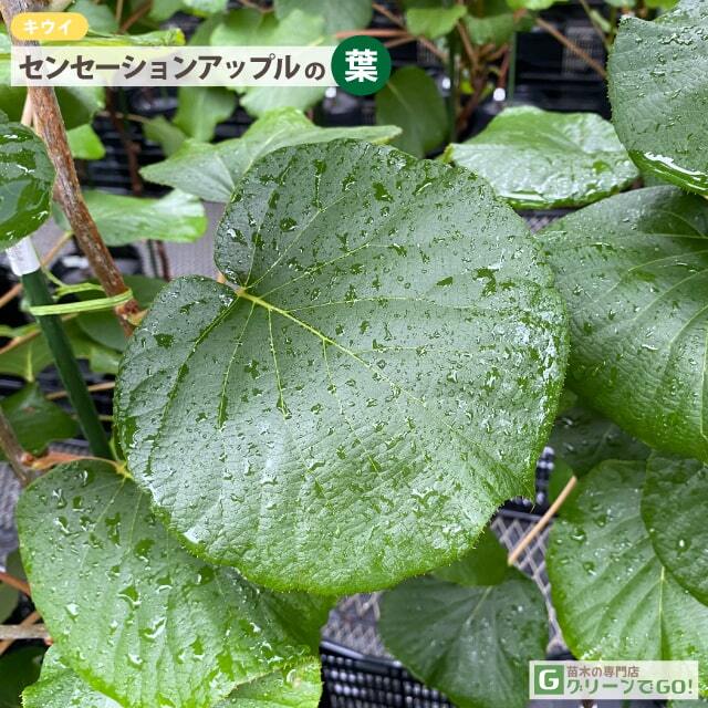 キウイ 苗木 【メス センセーションアップル】 2年生 接ぎ木 大苗