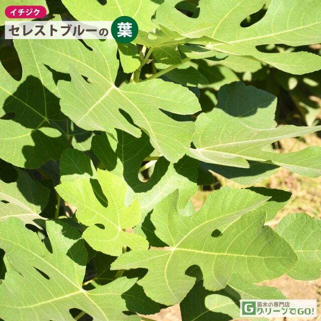 イチジク 苗 【セレストブルー】 2年生 挿し木 ポット苗