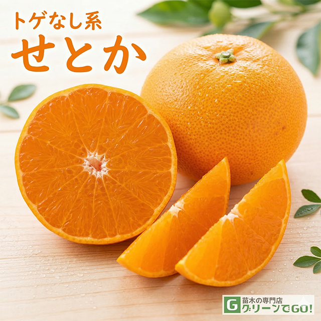 ■優良2年生大苗■ せとか 苗木 【トゲなし系 せとか ［登録品種］】 2年生大苗 接ぎ木