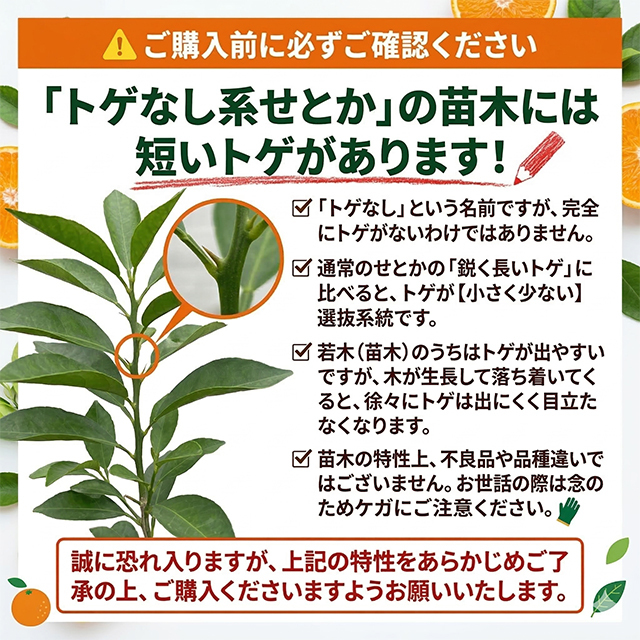せとか 苗木 【せとか ［登録品種］】 3年生 接ぎ木 約1.0m 大苗