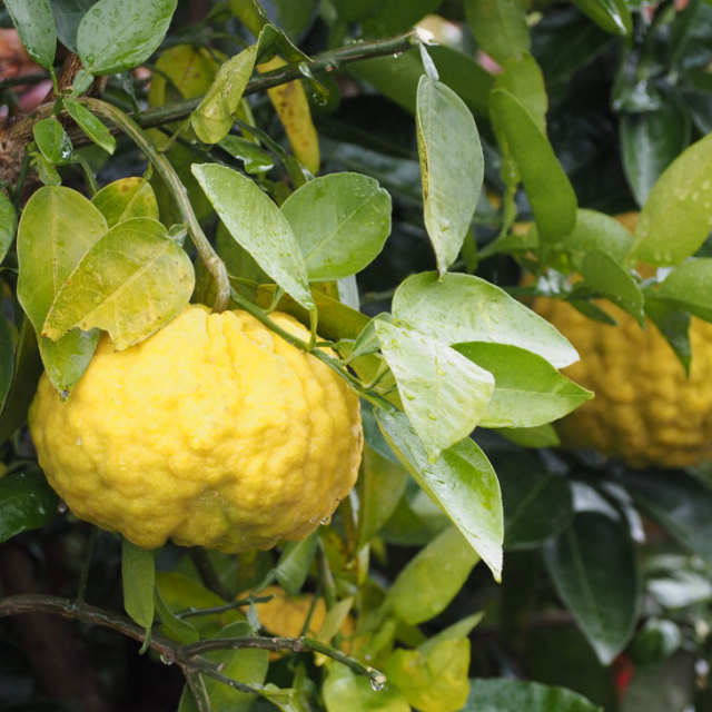 獅子柚子 シシユズ