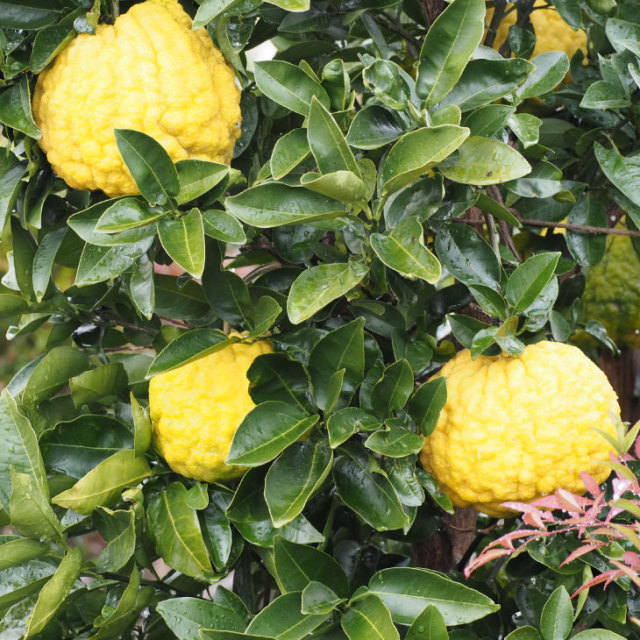 獅子柚子 シシユズ