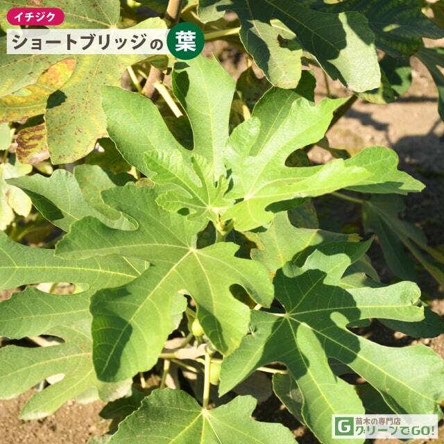 イチジク 苗 【ショートブリッジ】 2年生 挿し木 ポット苗