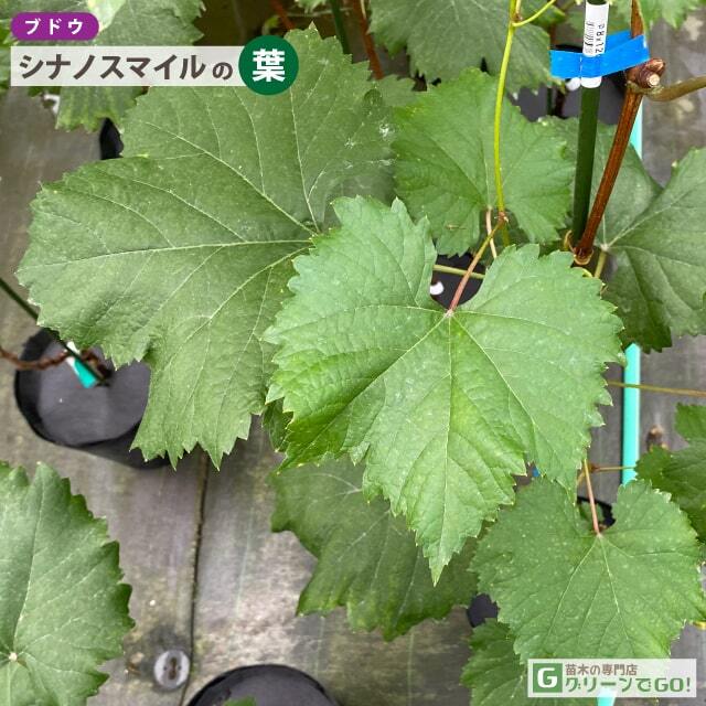 シナノスマイル ぶどう苗木 シナノスマイル ぶどう苗木