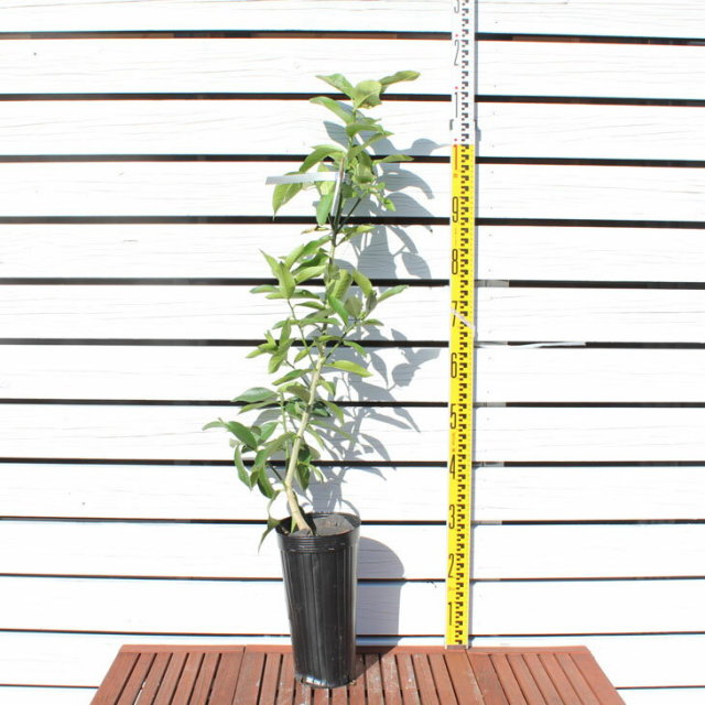 レモン 苗木 【トゲなし ビアフランカ レモン】 2年生 接ぎ木大苗