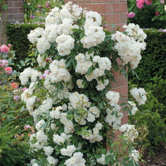 スノーグース 小輪 ミニバラ 四季咲き