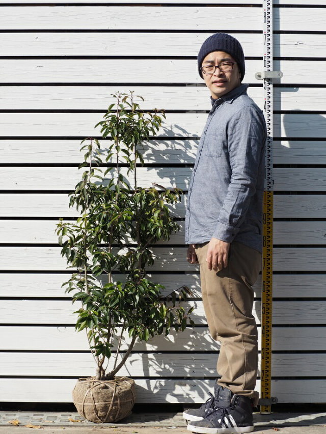 ソヨゴ 苗 ソヨゴ 実が成るメス木 株立ち 根巻き大苗