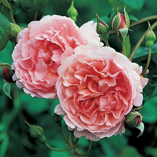 ストロベリーヒル 大輪 四季咲き