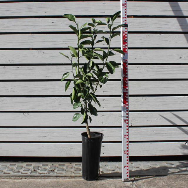 みかん 苗木 【スイートスプリング】 3年生 接ぎ木 約1.0m 大苗