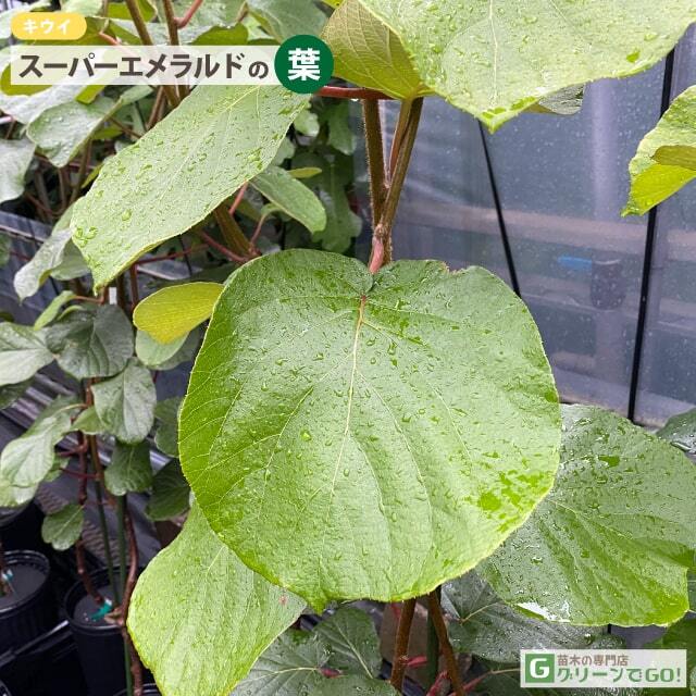 □優良2年生大苗□ キウイ 苗木 【1本でも成る スーパーエメラルド】 2