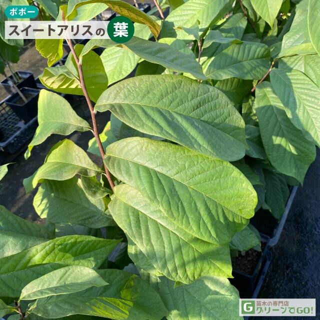 接木 ポポー マンゴー スイートアリス タイトゥ