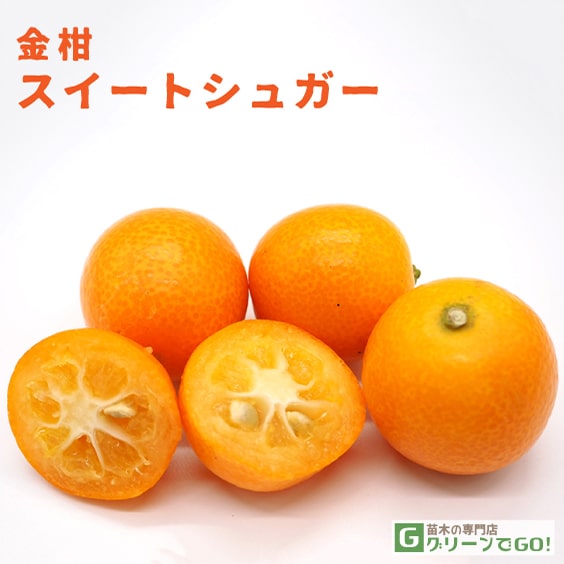 きんかん 苗 【スイートシュガー】 3年生 接ぎ木 大苗