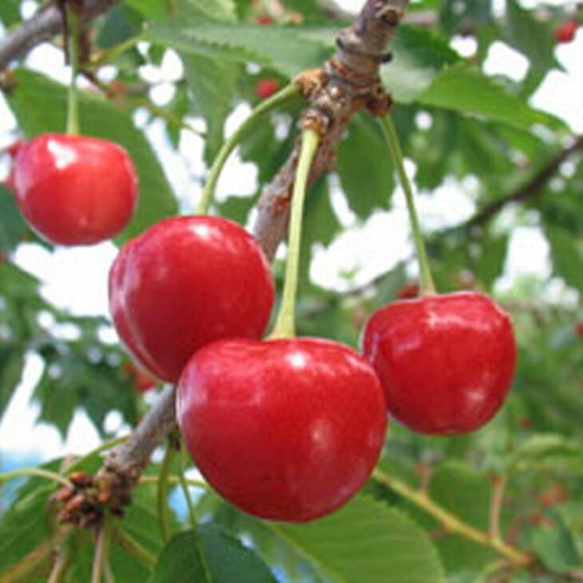 さくらんぼ 苗木の専門店 【グリーンでGO！】