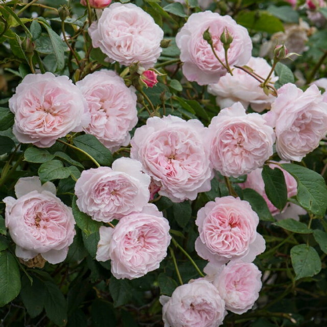 ジ オルブライトン ランブラー 大輪 返り咲き