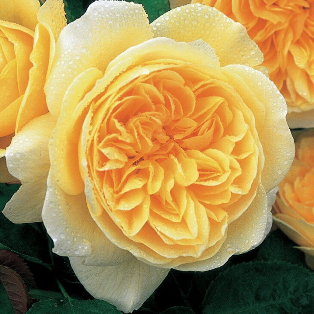 ティージング ジョージア 中輪 四季咲き