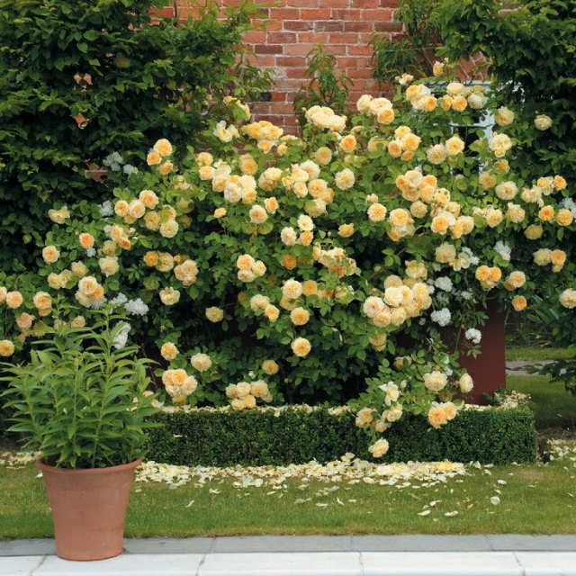 ティージング ジョージア 中輪 四季咲き