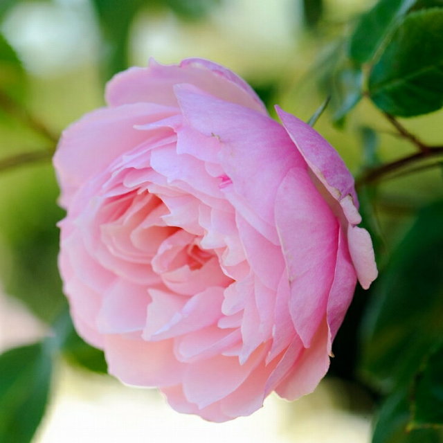 ザ ジェネラス ガーデナー 大輪 返り咲き