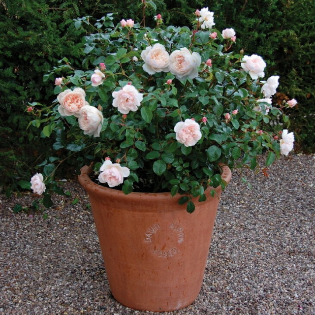 ザ ジェネラス ガーデナー 大輪 返り咲き